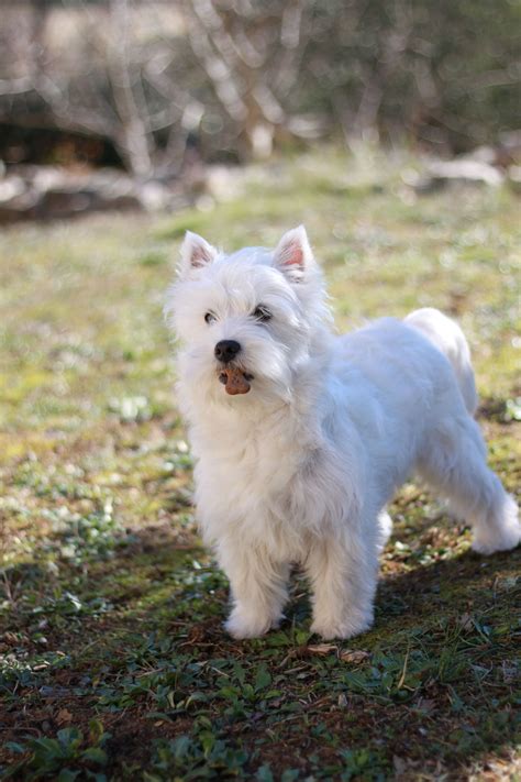 Westie Romy Puppy Chiot 6 Mois Chiot Westie