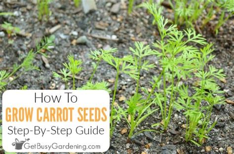 Planting Carrot Seeds Tips For Growing Carrots From Seed