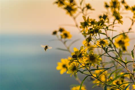 Free Images Tree Nature Branch Blossom Plant Sky Field Meadow