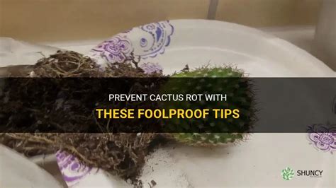 Prevent Cactus Rot With These Foolproof Tips Shuncy