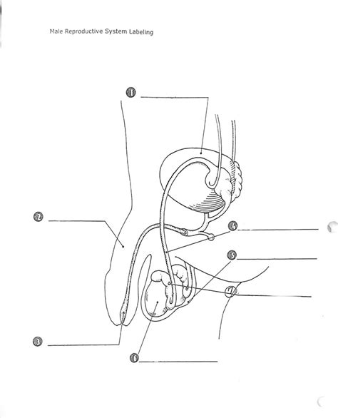 Male Reproductive System Labeling Diagram Quizlet