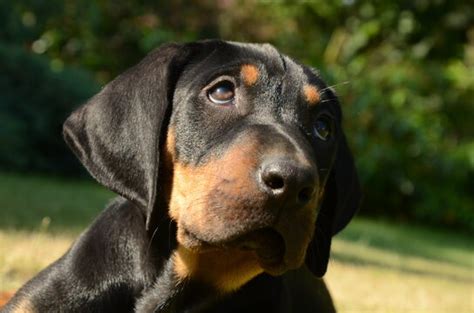 Catahoula Leopard Dog Images Browse 519 Stock Photos Vectors And