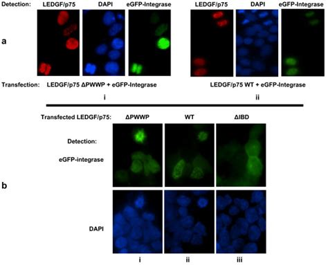 Hiv 1 Integrase Promotes Binding Of Ledgfp75 Δpwwp To Mitotic