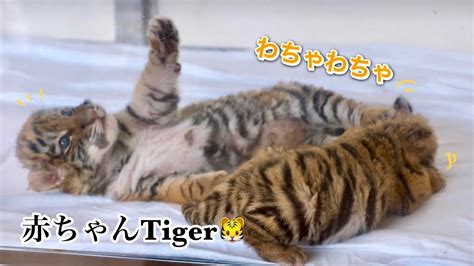 生後約1カ月アムールトラの赤ちゃんたちのじゃれじゃれ Tiger かわいい アドベンチャーワールド トラ Youtube