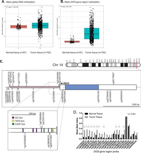 Panel A Demonstrates Mean Global Dna Methylation Levels Values In