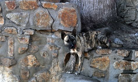 Calico Colored Dog Free Stock Photo Public Domain Pictures