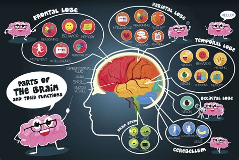 Main Parts Of The Brain And Functions