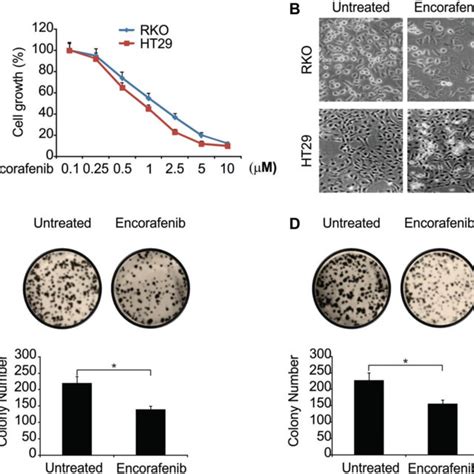 Encorafenib Promotes Cell Cycle Arrest In Crc Cells A Rko Cells Were