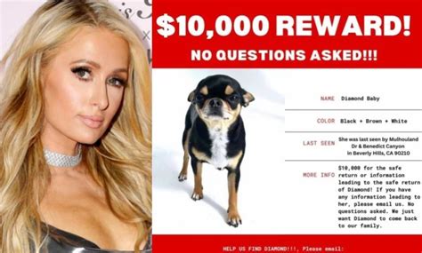 Paris Hilton 1423 Million Won In No Questions Asked Bounty For The