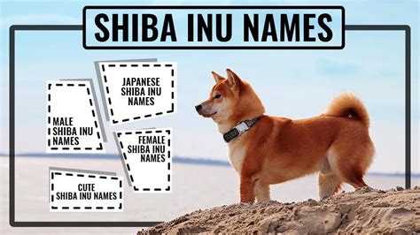 Shiba Inu Names - 115 Stunning Names For Your Puppies - Petmoo