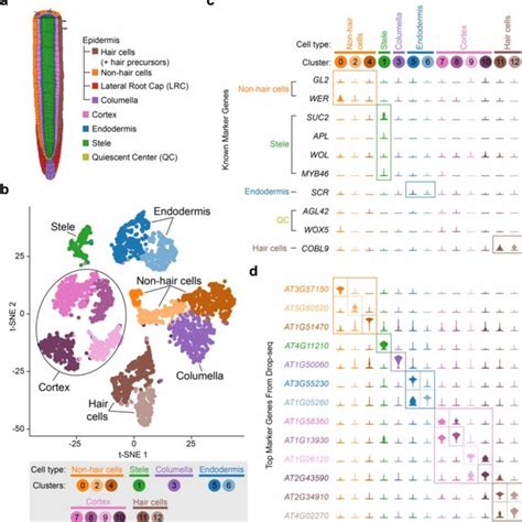 Single Cell Rna Seq Of 4 043 Arabidopsis Root Cells Captures Diverse Download Scientific