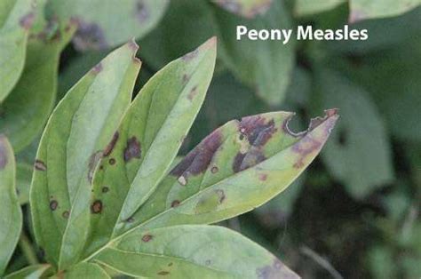 Peonies With The Measles And Powdery Mildew Rural Messenger