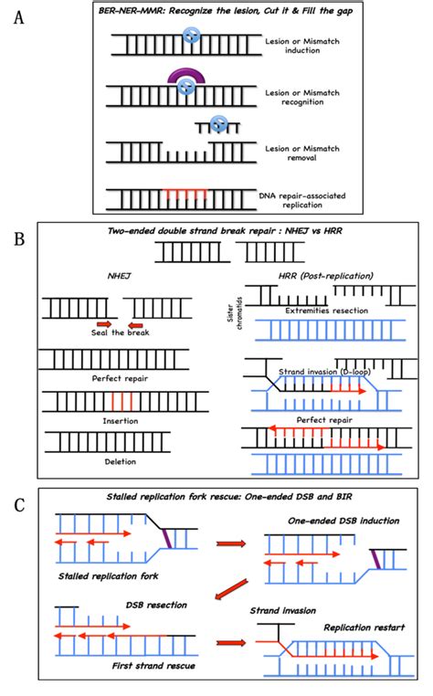 Figure From The Fanc Brca Pathway Releases Replication Blockades By