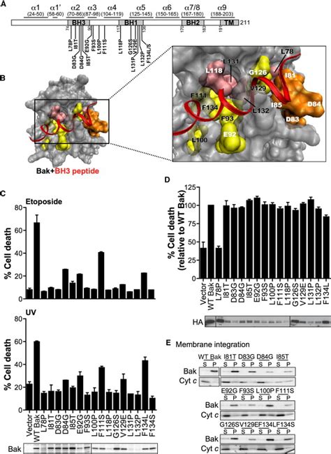 To Trigger Apoptosis Bak Exposes Its BH3 Domain And Homodimerizes Via