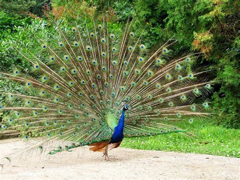 Animals, Paw, Bird