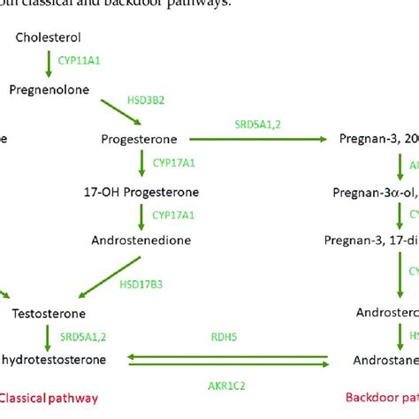 Human steroidogenesis pathway [34,103,105-107,110,111]. | Download ...