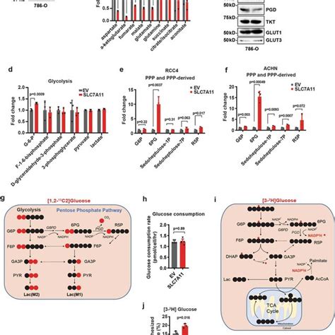 SLC7A11 Mediated Cystine Uptake And Subsequent Cystine Reduction To