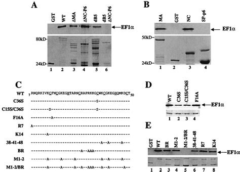 NC Provides A Second Binding Site For EF1 On The HIV 1 Gag