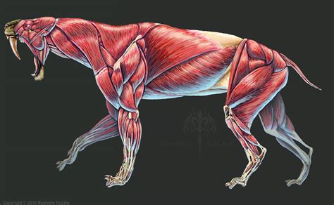 Smilodon Populator Muscle Study No Labels By Thedragonofdoom On Deviantart