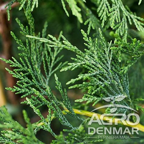 Chiparos Leylandii 40 cm - AgroDenmar.ro