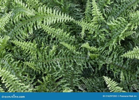 Top View Of Common Sword Fern Boston Fern Or Nephrolepis Exaltata L