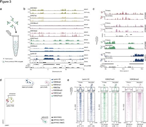 Expanding Mabid With Primary Antibody Dna Conjugates A Schematic