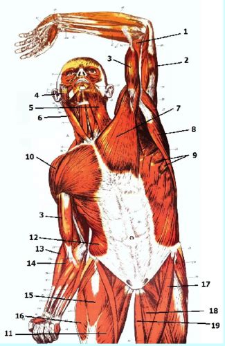 Chest And Abdominal Muscles Surface Flashcards Quizlet