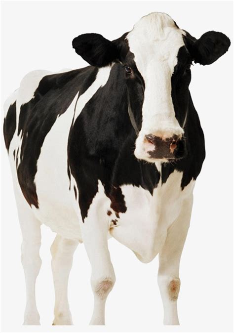 Dairy Cow Png Front View Of A Cow 866x1190 Png Download Pngkit