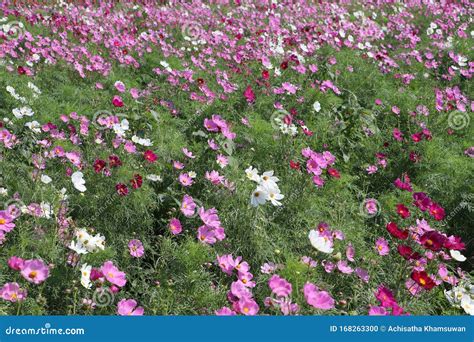 Campos De Flores De Cosmos Sulfo De Color Blanco Y Rosa También Se Le Conoce Como Cosmos De