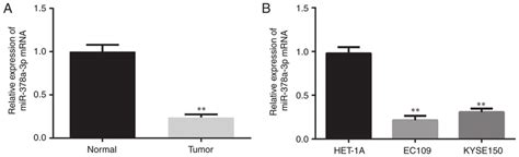 Expression Of Mir 378a 3p In Escc Tissues And Cells A Expression Of