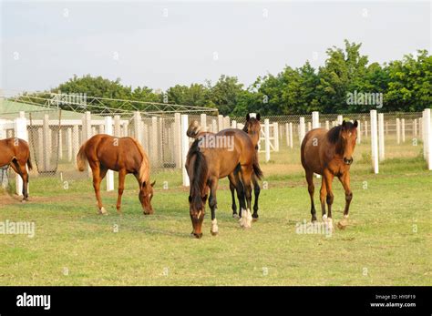 Poonawalla stud farm, pune, maharashtra, india, asia Stock Photo - Alamy