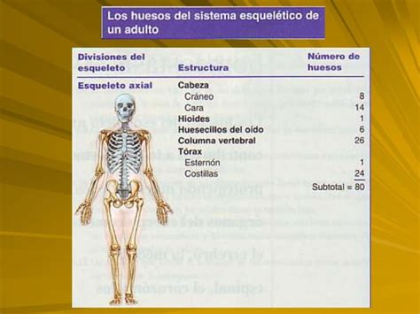 C Esqueleto Axial Y Apendicular Ppt Anatomia Ppt