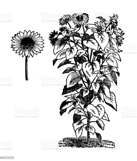 Antique Engraving Illustration Sunflower Helianthus Annuus Stock