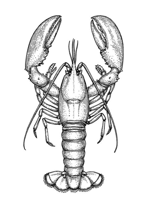 Lobster Clipart Black and White png image - Clipart World