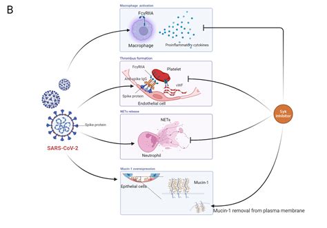 Spleen Tyrosine Kinase Syk Mediated Mechanism Of Action Of