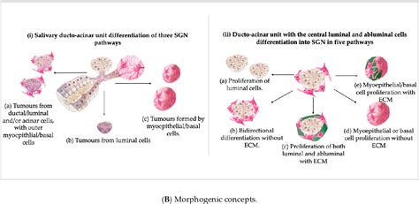 Figure 1 From An Overview On The Histogenesis And Morphogenesis Of