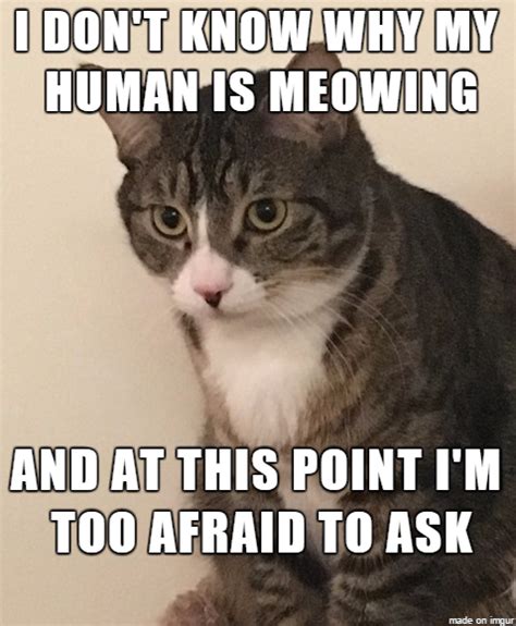 Confused Cat Meme Loading