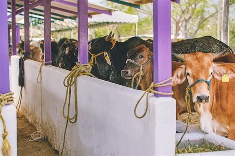 Premium Photo | Farm cow beef cattle on breeding farm