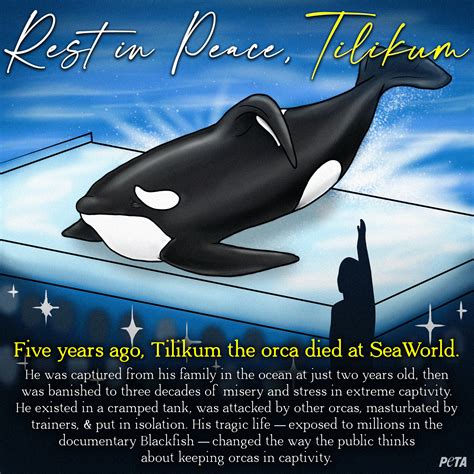 Seaworld Tilikum 2022