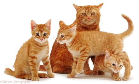 Ginger cat and kittens photo WP01517