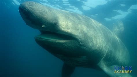 Basking Shark Mouth Closed - 1280x720 Wallpaper - teahub.io