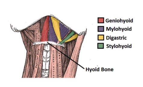 Suprahyoid muscles Diagram | Quizlet