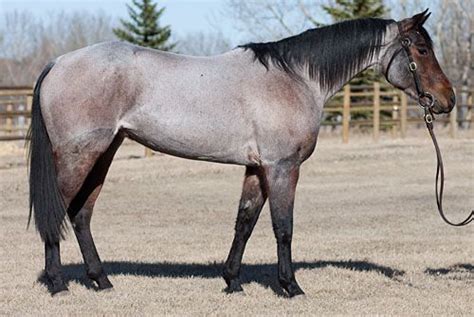 Bay Roan | Aqha horses, Horse coat colors, Quarter horse