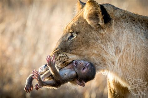 Baby Baboon Begs To Be Spared Before Being Killed By 300lb Lioness ...