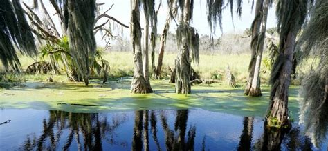 Florida Swamp Images Browse 963 Stock Photos Vectors And Video