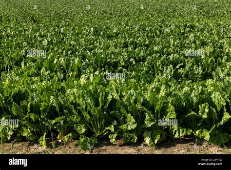 The Green Foliage Of Sweet Sugar Beet Growing In The Field Of Beets For