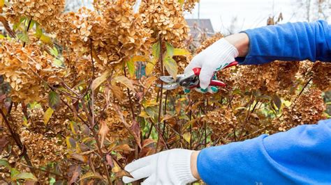 Hortensia Snoeien In De Winter Grote Bloempot Hoge Vaas Of XL