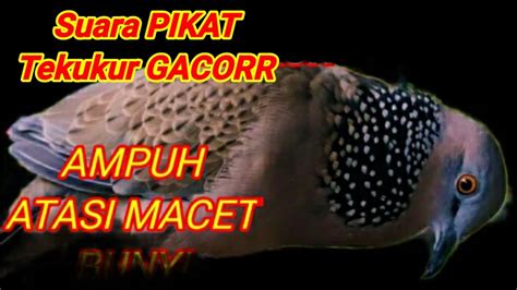 Suara Burung Tekukur Suara BESAR Ngabass Super GACORR YouTube