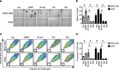 Frontiers Up Regulated Grb7 Protein In Gastric Cancer Cells