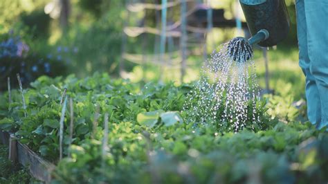 Faut Il Arroser Son Jardin Tous Les Jours Sauvez Vos Plantes